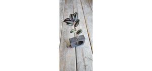 Square Geo Concrete Propagation Station | Plant Flower Vase