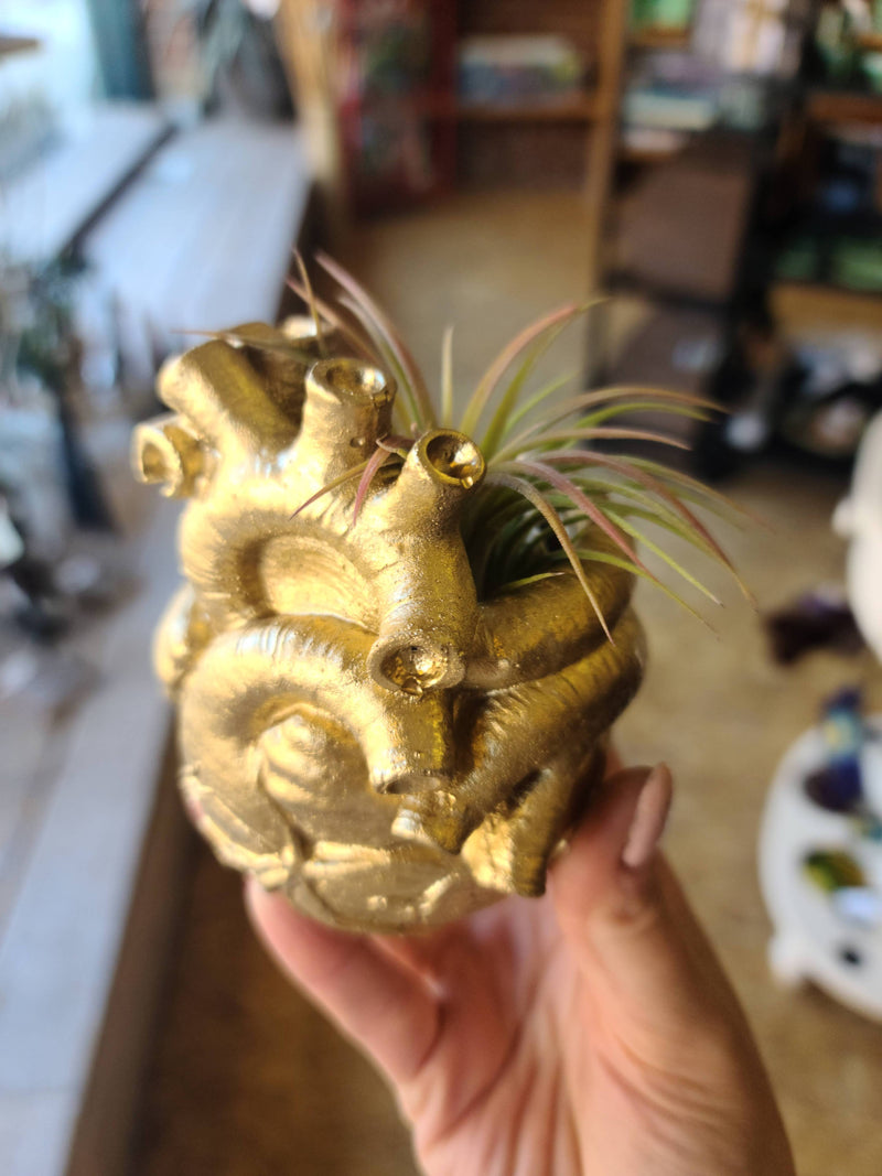 Anatomical Heart Concrete Planter or Vessel | Air Plant pot