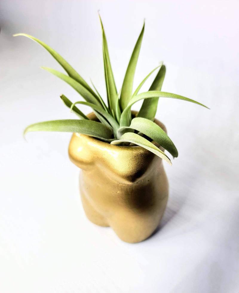 boob plant pots Boob Butt Lady Concrete Planter | Pen Holder